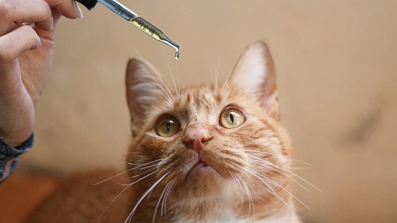 How to Use Hemp Oil for Cats