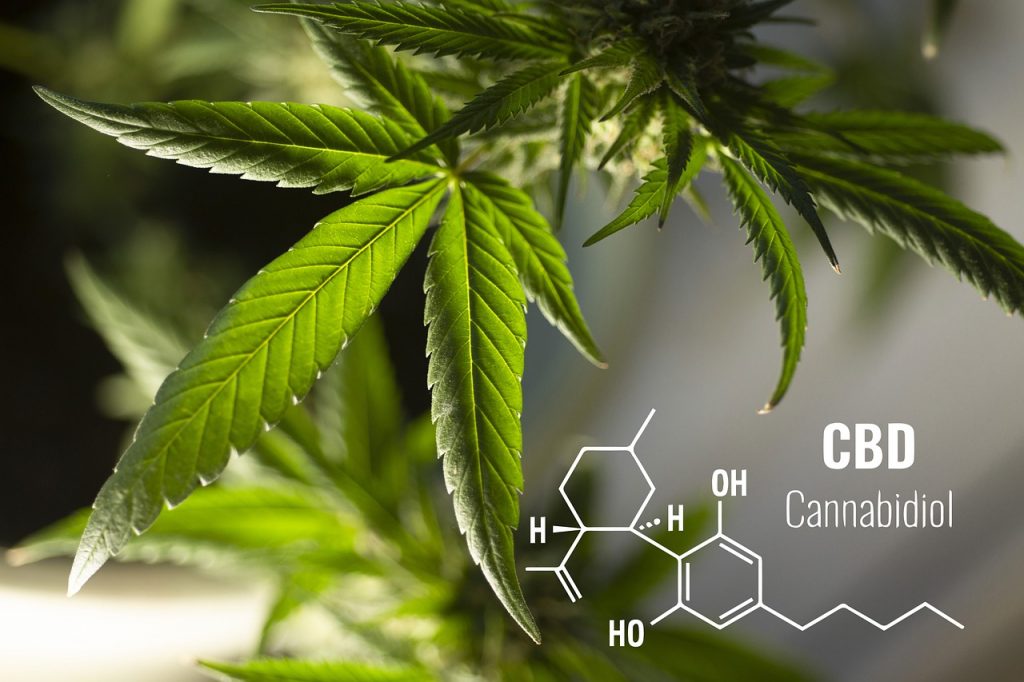 Differences between CBD and CBN